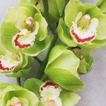 green cymbidium orchid flower