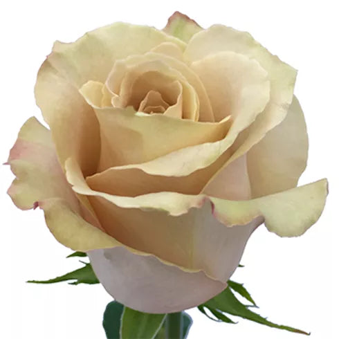 Beje Roses Beige Roses | Fresh DIY Wedding Flowers | Flower Moxie