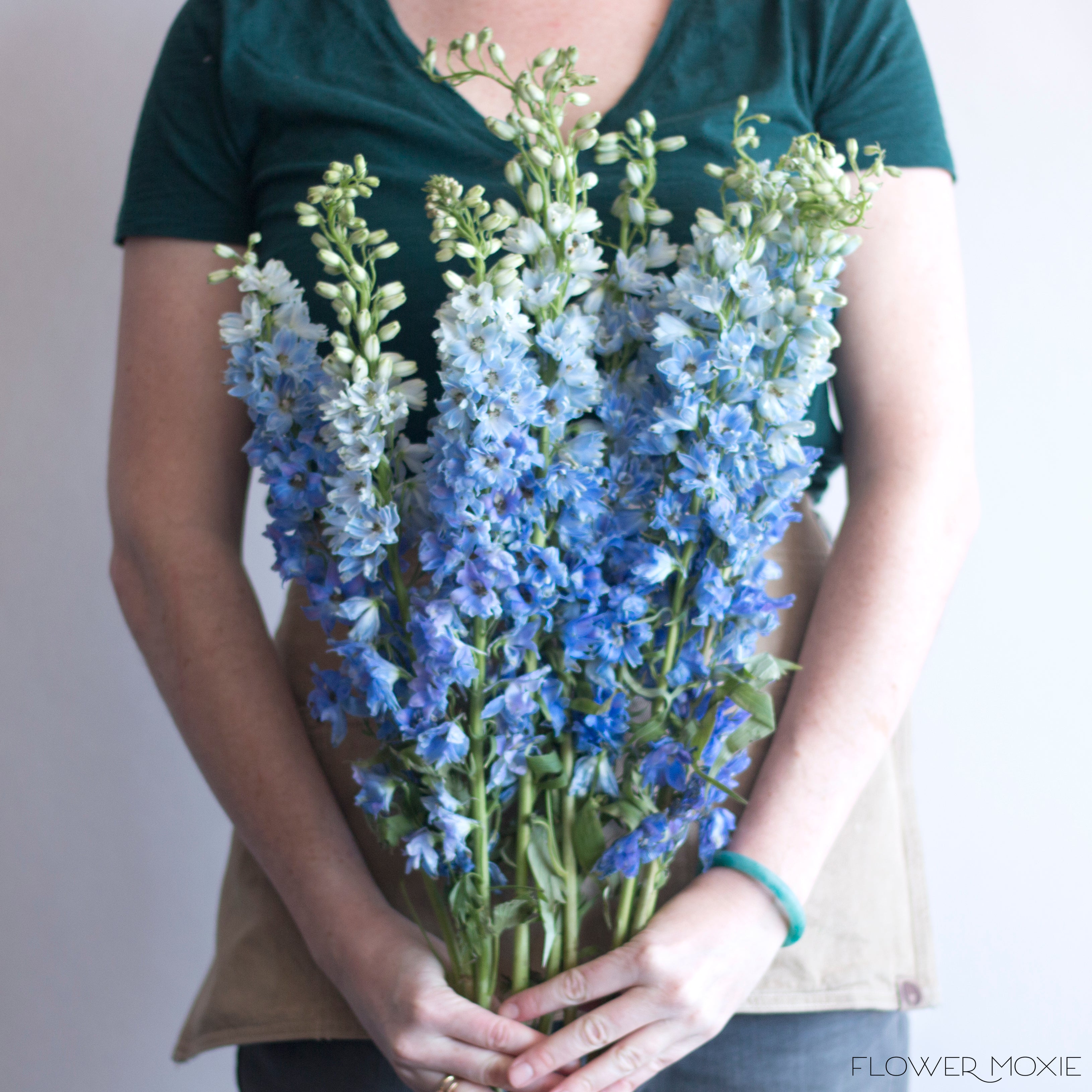 light blue delphinium Flower
