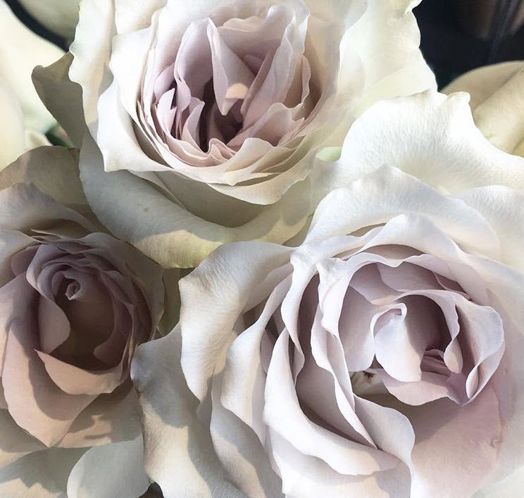 Early Grey Roses | Bulk Fresh DIY Wedding Flowers | Flower Moxie