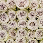 Early Grey Lavender Rose