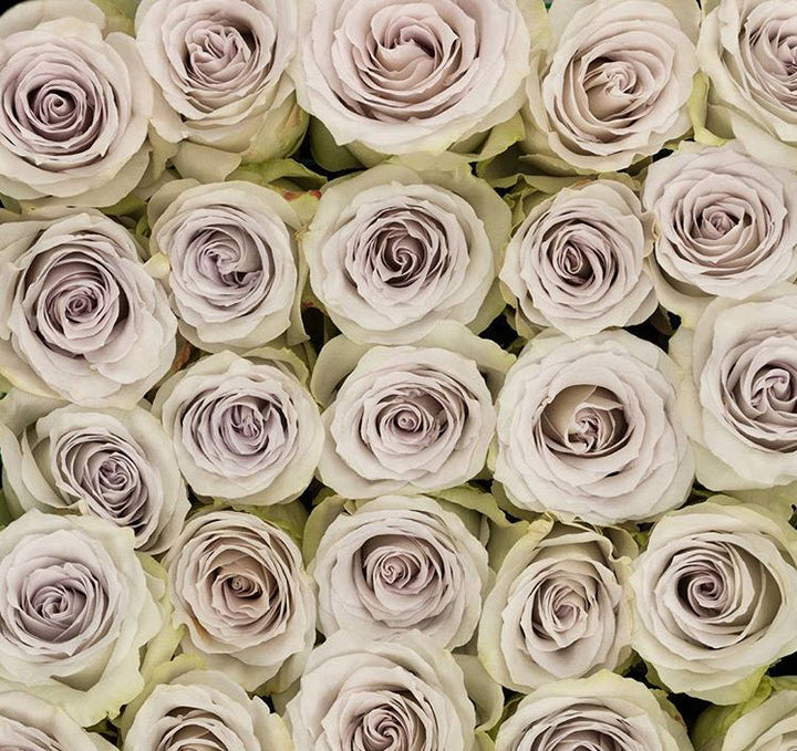 Early Grey Roses | Bulk Fresh DIY Wedding Flowers | Flower Moxie