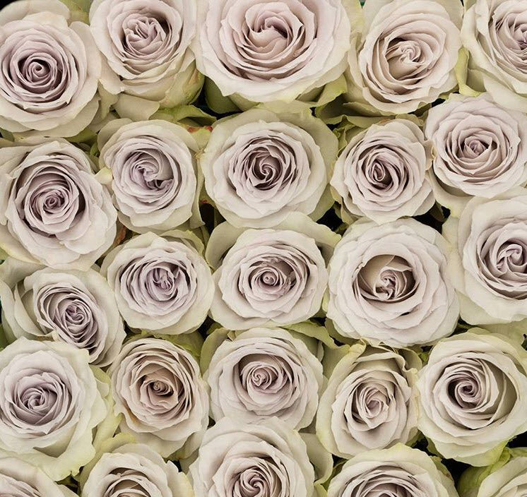 Early Grey Lavender Rose