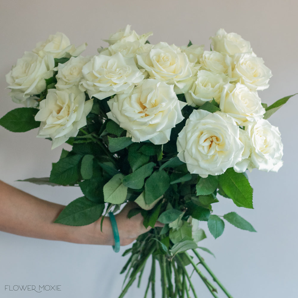 white roses pictures