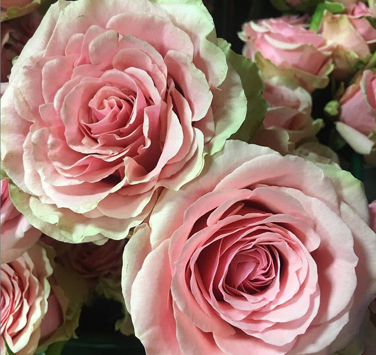 Geraldine pink roses