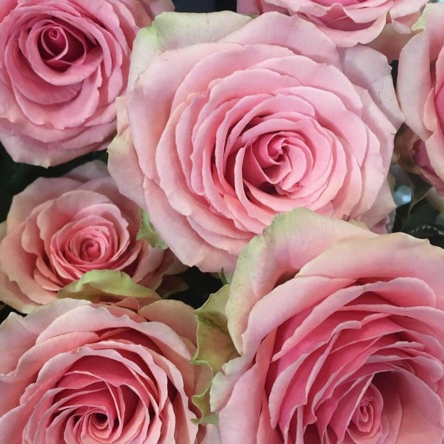 Geraldine pink roses
