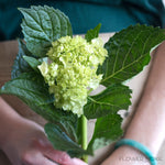 baby green hydrangea, flower moxie, moxie bride, diy wedding flowers
