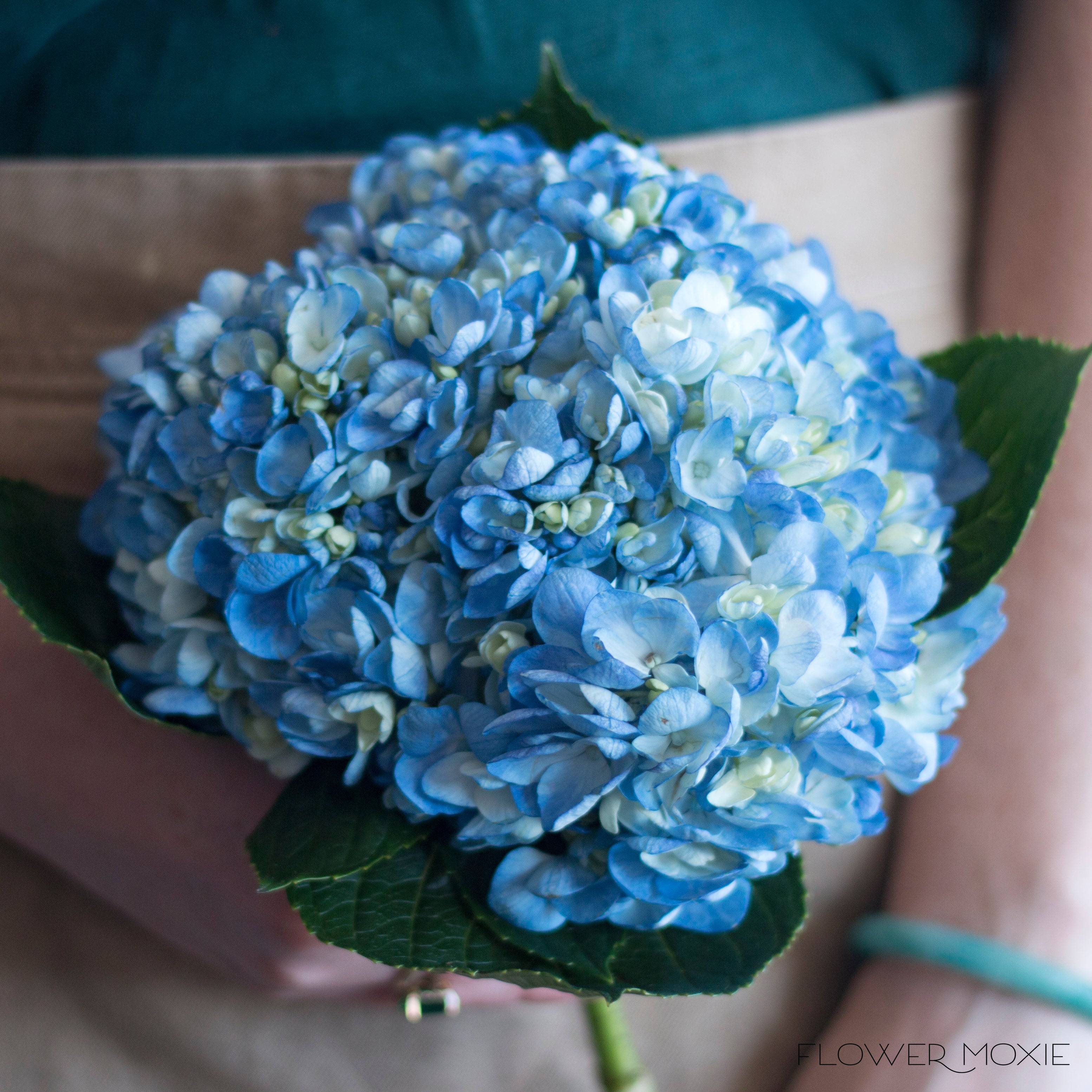 Dried Hydrangea Flower Bunch - Blue Color Hydrangea Flowers