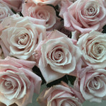 Sweet Escimo blush Rose