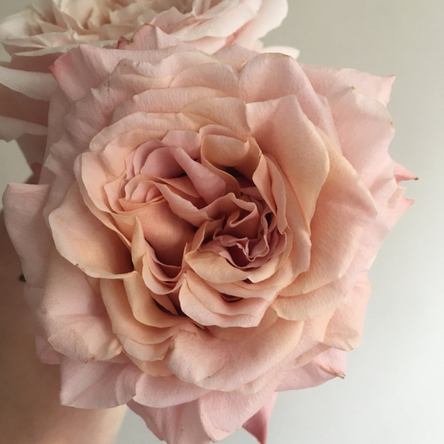 Shimery Roses Shimmer Peach Roses | Fresh DIY Wedding Flowers | Flower Moxie