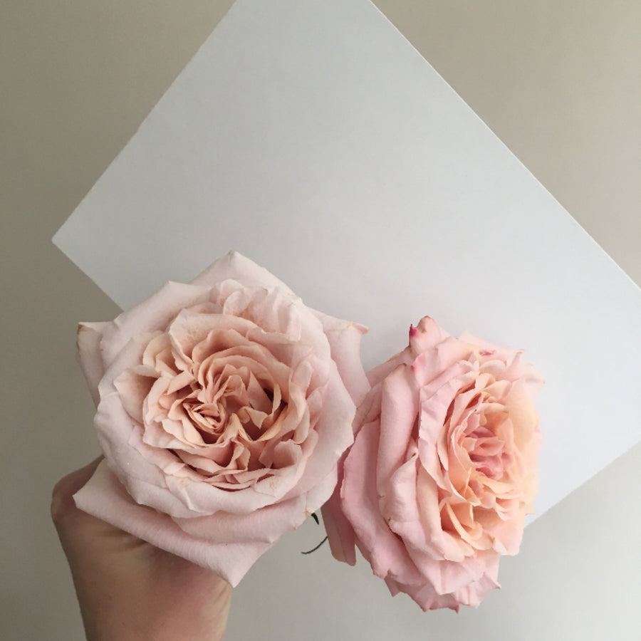 Shimmer Peach Roses | Fresh DIY Wedding Flowers | Flower Moxie