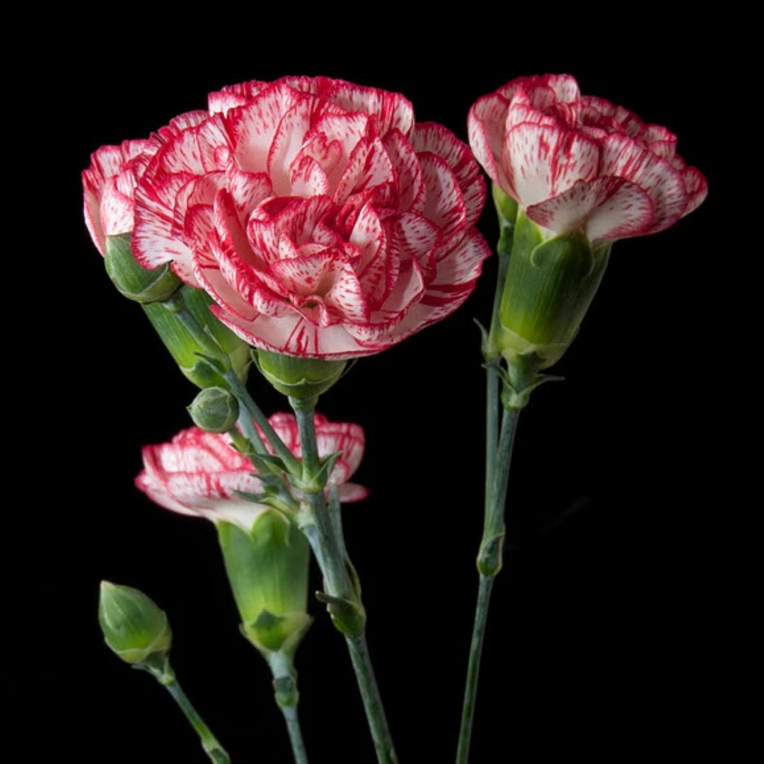 Peppermint mini carnations