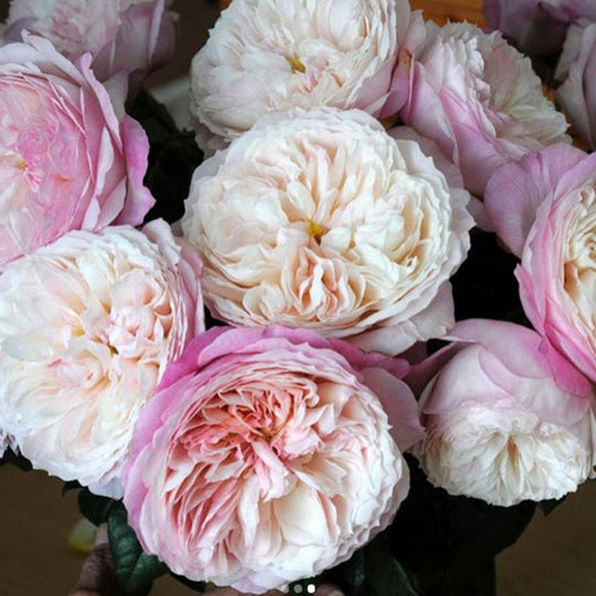 Constance Garden Roses | DIY Wedding Flowers | Flower Moxie