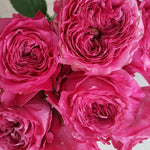 Kate Garden Roses