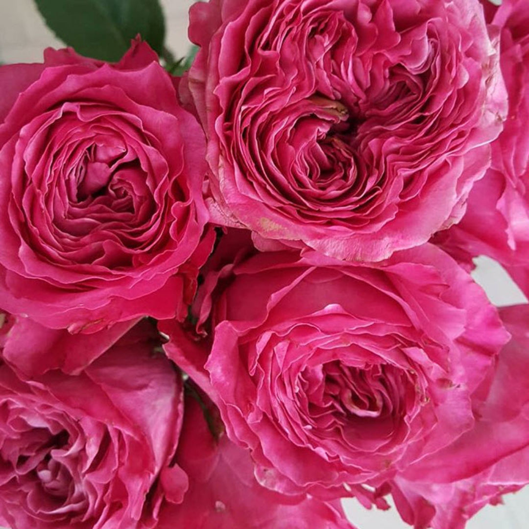 Deep Pink Garden Roses | DIY Flowers | Flower Moxie