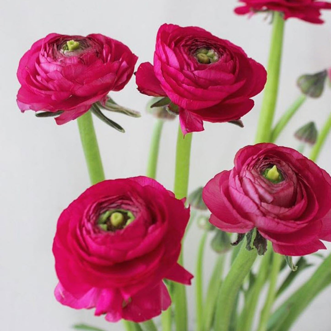 Deep Pink Ranunculus | Fresh DIY Wedding Flowers | Flower Moxie