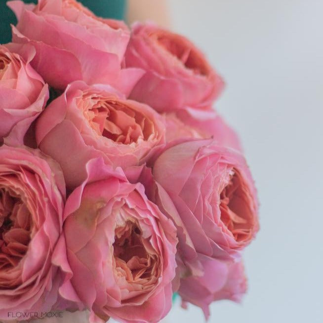 Antike Garden Roses | DIY Wedding Flowers | Flower Moxie