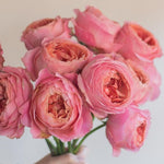 Romantic Antike Garden Roses