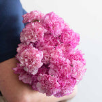 Komachi Fancy Pink Carnations