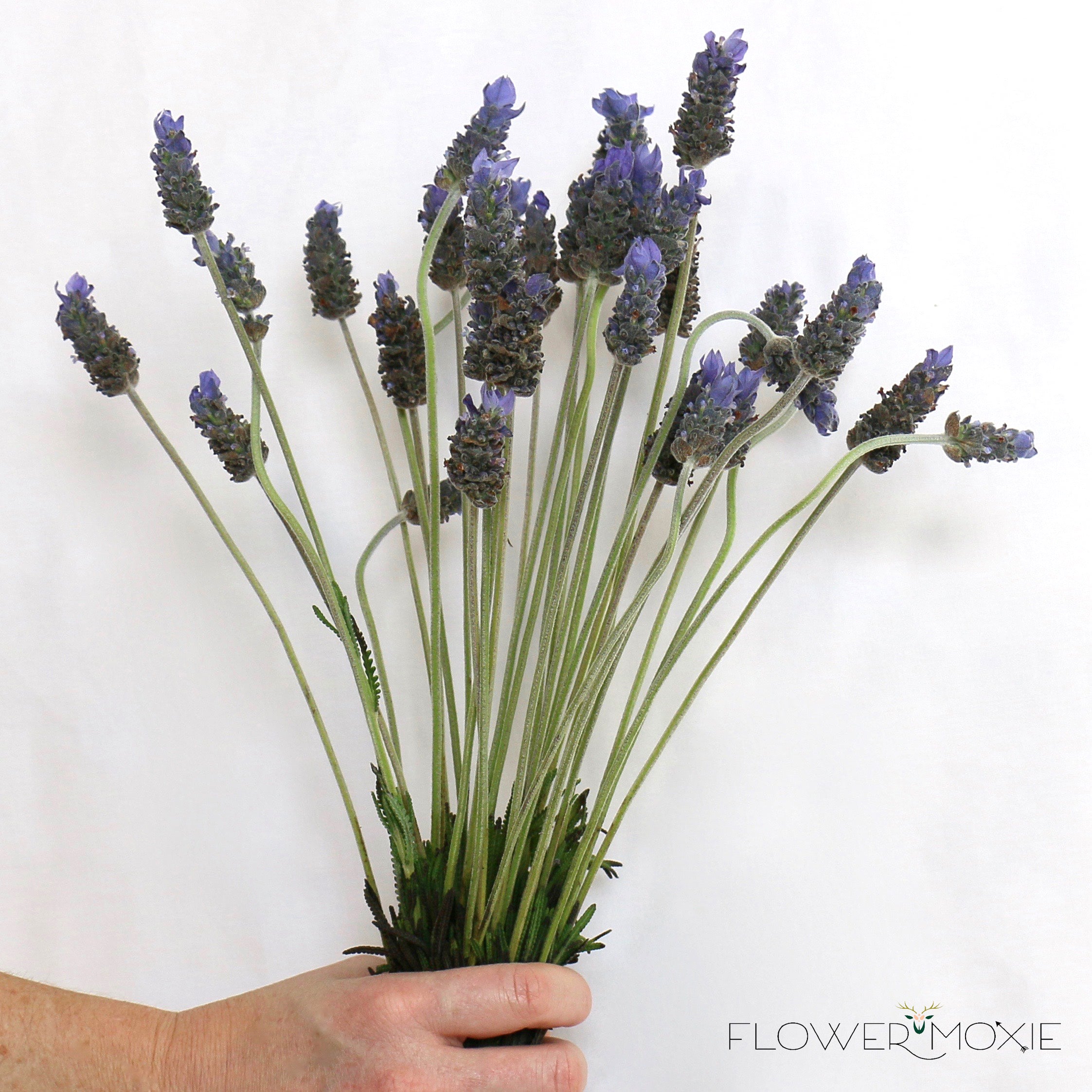 Lavender | Lavender Wedding | Lavender Wedding Bouquet | Flower Moxie
