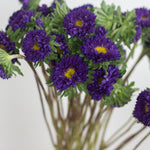 dark purple matsumoto aster flowers