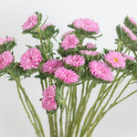 pink matsumoto aster flower