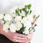 white mini carnations