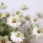 white nigella flower