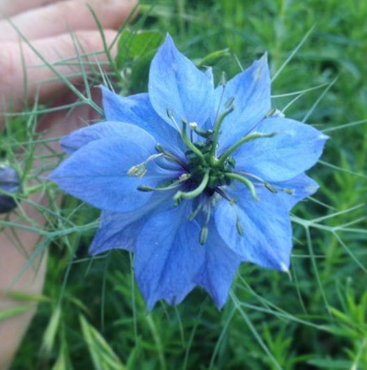 Blue Nigella Flower