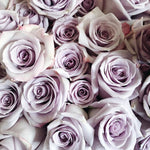 Ocean Song Lavender Rose