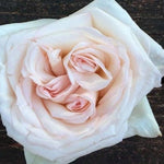 White Ohara Garden Rose