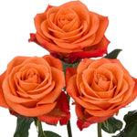 Orange Crush Roses