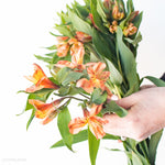 Orange Alstroemeria Flowers