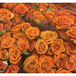 Orange spray rose flower