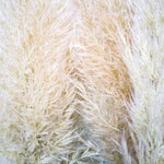 Beige Pampas Grass