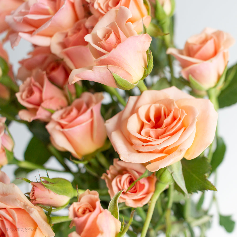 Sprsay Roses Peach Spray Rose Flower | DIY Wedding Flowers | Flower Moxie