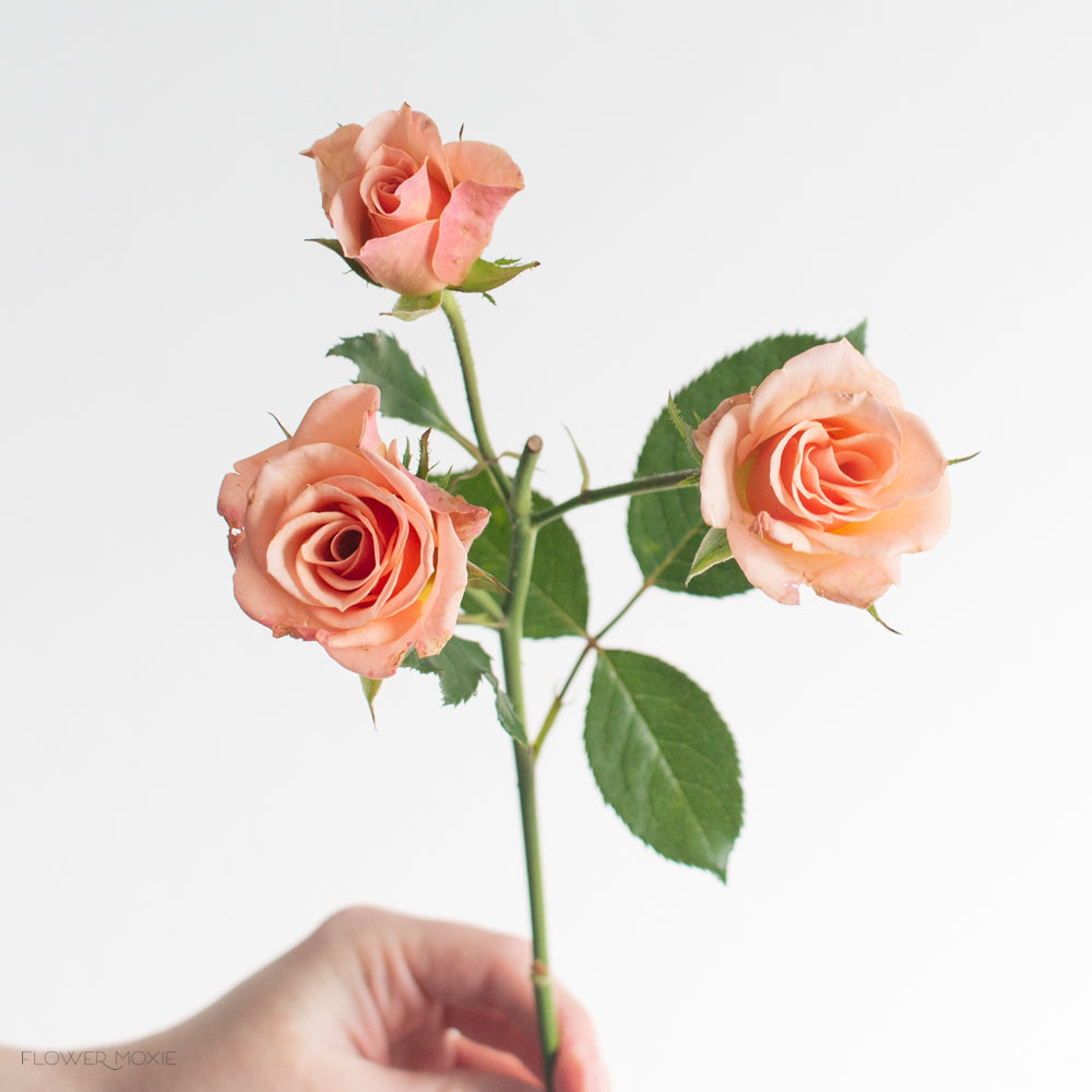 Sprsay Roses Peach Spray Rose Flower | DIY Wedding Flowers | Flower Moxie