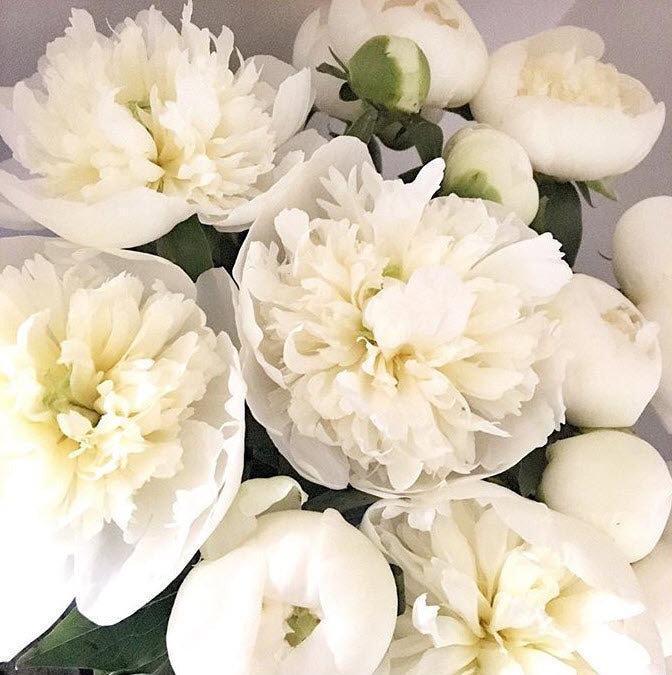 MAY-JUNE ONLY Creamy White Peony Flower
