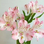 Pink Alstroemeria Flowers