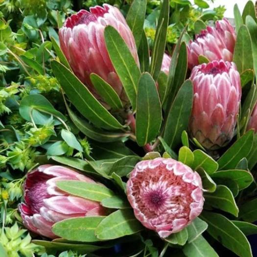 プロテア　クイーン Queen Protea - Protea magnifica - Calyx Flowers, Inc