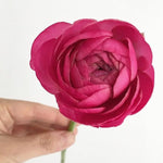Dark Pink Ranunculus Flower