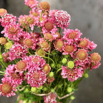 Pink Scabiosa Flower