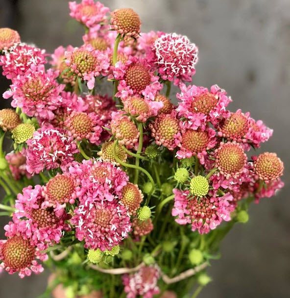 Pink Scabiosa Flower