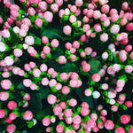 Pink Hypericum Berries