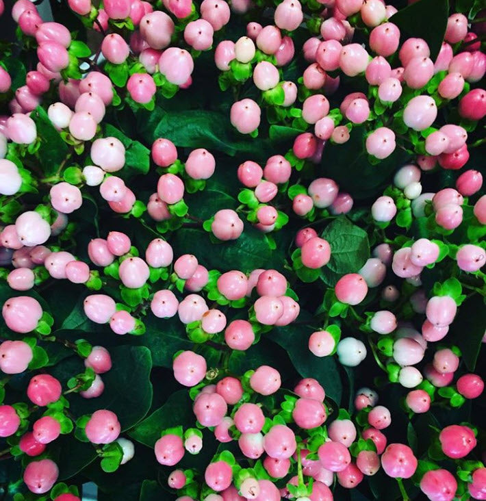 Pink Hypericum Berries, DIY Wedding Flowers