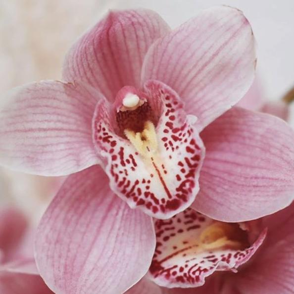 Light Pink Standard Cymbidium Orchid Flower