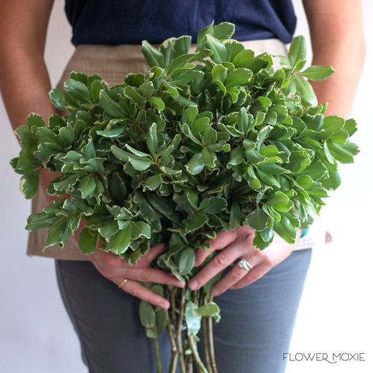 Light Wedding Greenery Bulk DIY Wedding Flowers Flower Moxie