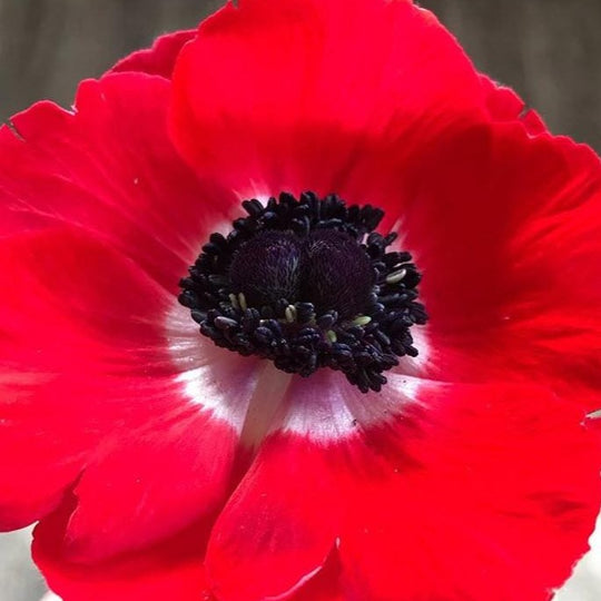 Red Anemone Flower | Fresh DIY Wedding Flowers | Flower Moxie