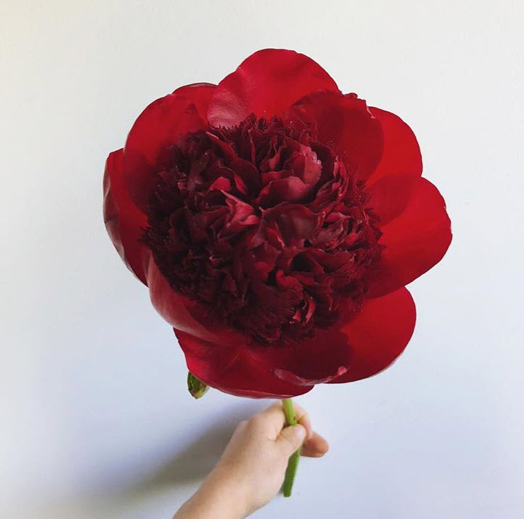 MAY-JUNE ONLY Red Peony Flower