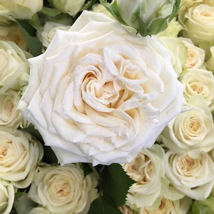 Garden Roses | DIY Fresh Wedding Flowers | Flower Moxie